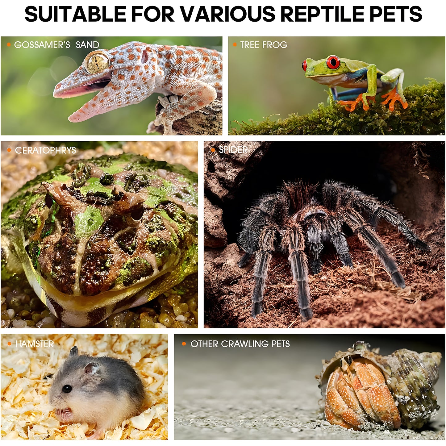 ZALALOVA Acrylic Jumping Spider Enclosure - Insect Terrarium for Spiders, Reptiles Habitat for Praying Mantis, Tarantula, Snail, Hermit Crab, Frog